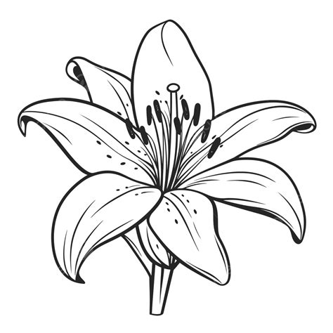 black and white lily flower drawing